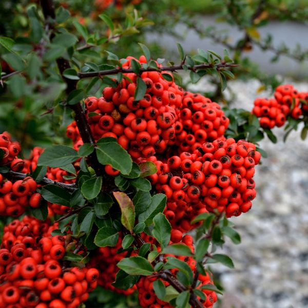 Pyracantha saphyr 'Cadrou' 3 Litre